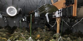 Three men jailed for cultivating cannabis at former school 1