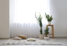 These houseplants can help prevent mould in homes 5909235c 822d 417e a724 ab0619826d9f
