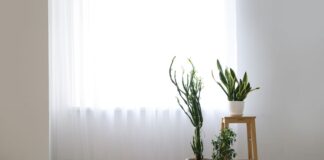 These houseplants can help prevent mould in homes 5909235c 822d 417e a724 ab0619826d9f