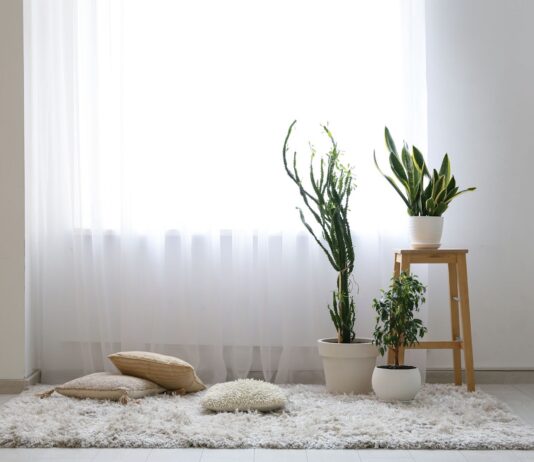 These houseplants can help prevent mould in homes 5909235c 822d 417e a724 ab0619826d9f