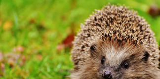 What to do if you find a hedgehog hibernating in your shed 6780f853 1a2f 41dd 92ee 300013cd8f27