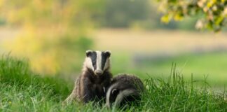 How to safely feed wildlife in your garden Badgers