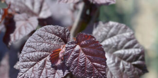 Pantone’s 2025 Colour of the Year: British Garden Centres guide to Mocha Mousse plants to bring beauty into your garden Purple Hazel Shutterstock scaled