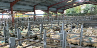 Switch to Friday morning sheep sales at Bishops Castle a big success Sheep auction