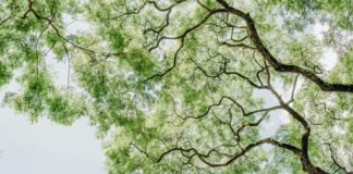 The most endangered trees in the UK a982f529 7673 4d71 91f4 d2f29791e436