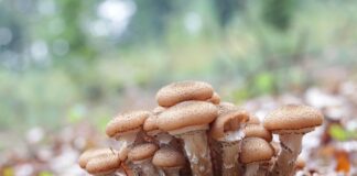 Garden experts urge families to prevent honey fungus from attacking trees armillaria ostoyae 3734800 1280