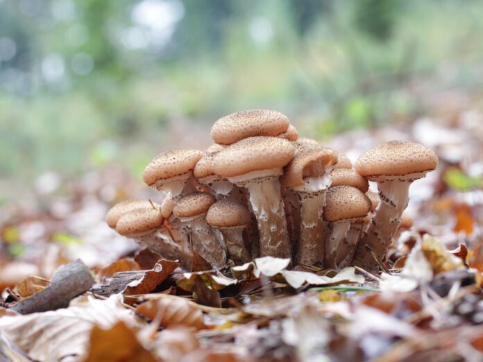 armillaria ostoyae 3734800 1280