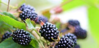 Foraging guide: 10 plants to look out for this winter blackberry 4907978 1280