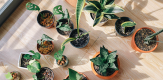 Mood-boosting houseplants to combat winter blues c775a202 96c7 4c9b 9e88 8dc17c191b73 1