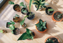 Mood-boosting houseplants to combat winter blues c775a202 96c7 4c9b 9e88 8dc17c191b73