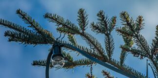 All Christmas decs should be taken down today: How to dispose of your tree christmas ornament 4707204 1920