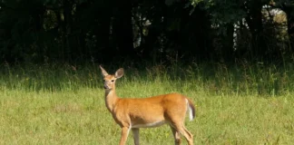 Deer Park Holiday Lodges Expected To Be Refused Again deer park holiday lodges