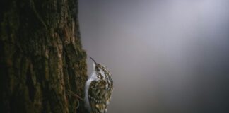 As spring approaches Brits can witness this wildlife efeee51b 5557 49ac b32f 61993ac1f0d4