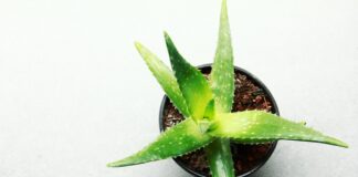 Beat the blues with National Houseplant Week and British Garden Centres leaf 3283175 scaled