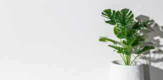 British Garden Centres’ predicted 2025 gardening trends monstera 6319467 1920