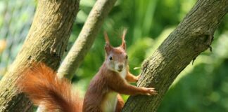 Lookout for this UK wildlife as spring approaches nature 7997402 1280