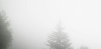 Dazzling headlights contribute to an average of 216 incidents per year pexels gvbrielh 3593922