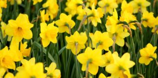 Budget friendly gardening hacks pexels jmleczek 1021906