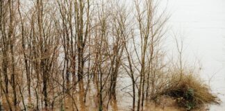 STORM ÉOWYN – How to protect your garden from stormy weather pexels markus winkler 1430818 30271011