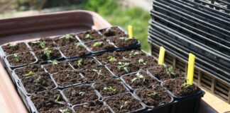 22 Jan 2025 Kickstart the new year and discover the joy of seed sowing with British Garden Centres! plants 5069661 1920