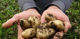 Spudtacular success with British Garden Centres’ guide to potato growing potatoes 2543686 1920
