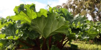 The most invasive plants found in the UK rhubarb plant 1406455 1280