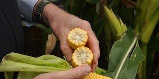 Five ideas for better maize in 2025 unnamed 2 1