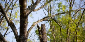 Gardeners warned of five common tree diseases 70caebed 39ec 4b39 ac4c 548e7e2b09d9 1