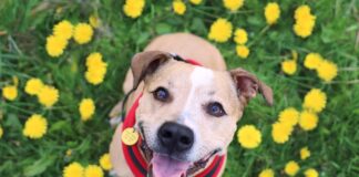 How To Create A Pet Friendly Garden With British Garden Centres Daffo Kill Dangers – Dogs Trust warns owners to keep pets away from spring flowers