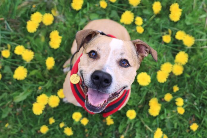 Daffo Kill Dangers – Dogs Trust warns owners to keep pets away from spring flowers