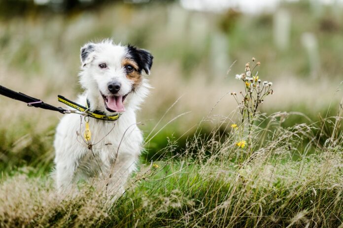 Dogs Trust urges owners to Take the Lead on responsible dog walking Dogs Trust urges owners to Take the Lead on responsible dog walking