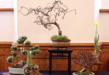 Aberglasney set to host Dragon Bonsai Spring Show Dragon Bonsai Club 1 50