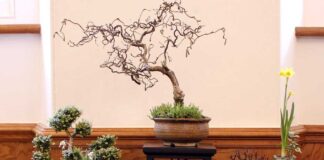 Aberglasney set to host Dragon Bonsai Spring Show Dragon Bonsai Club 1 50