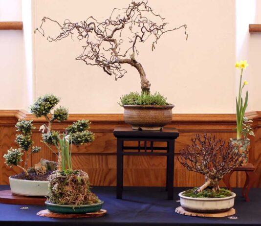 Aberglasney set to host Dragon Bonsai Spring Show Dragon Bonsai Club 1 50