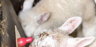 Cold milk feeding maintains growth rates and offers flexibility for surplus lamb rearing Surplus Lambs Feeding