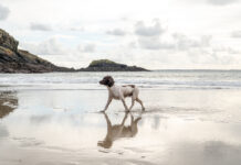 Dogs On Beaches Bylaws To Be Spotlighted Twr y Felin Hotel Dog Friendly 2 scaled