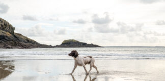 Dogs On Beaches Bylaws To Be Spotlighted Twr y Felin Hotel Dog Friendly 2 scaled