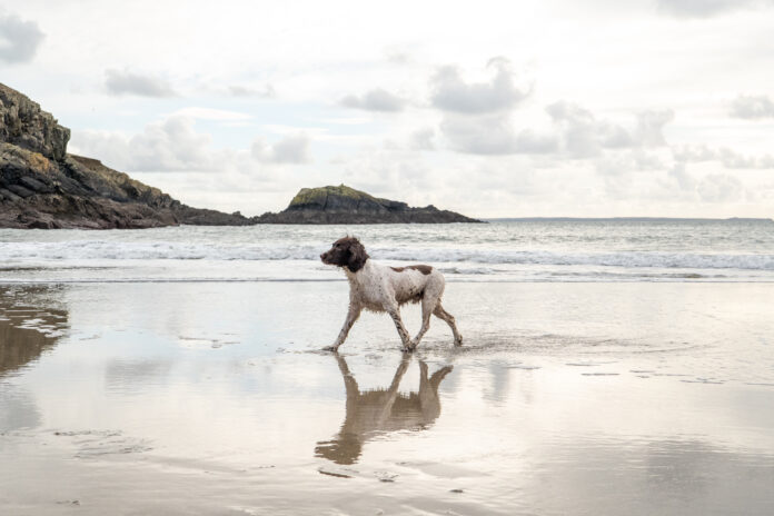 Twr y Felin Hotel Dog Friendly 2 scaled Twr y Felin Hotel Dog Friendly 2 scaled