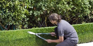 Trim hedges now or risk fines: The little-known garden law box hedge topiary 869073 1280