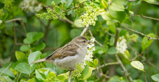 Brits urged to prepare gardens for bird breeding season d9906ed5 dba0 4fe9 a686 a702f4a5c8ca