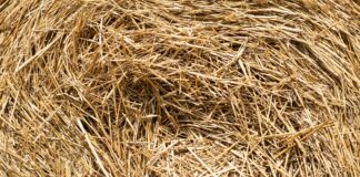 From the Field to Your Pet’s Box: How Hay Gets Made dan cristian padure UdTvbiNi8Z8 unsplash scaled