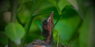 Steps to take if you come across injured wildlife dcef43a1 a5cd 4c66 83ff 11071fb4aad4