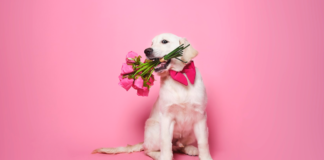 Toxic Flowers to Avoid This Valentine’s Day ddae9d884f8496b8908dcdf09dc90f492f8aa207
