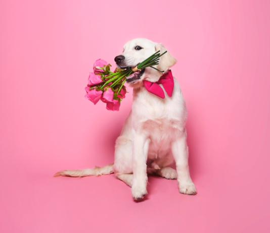 Toxic Flowers to Avoid This Valentine’s Day ddae9d884f8496b8908dcdf09dc90f492f8aa207