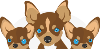 Study reveals these dog breeds cost under £2,000—while these cost over £7,000 dogs 2634155 1280