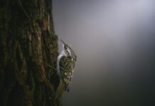 Could plunging temperatures bring Redwings to your garden? efeee51b 5557 49ac b32f 61993ac1f0d4