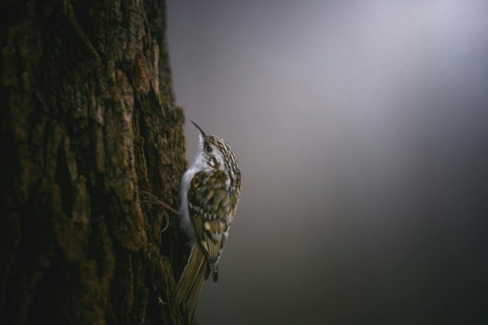 efeee51b 5557 49ac b32f 61993ac1f0d4