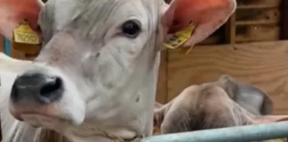 Farm Barn Attraction Approved farm barn cattle from applicants fb page pcc