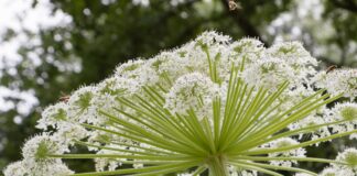 Invasive plants found in the UK that could be in your garden hogweed 3511352 1920