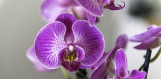 Get luck and fortune with these Lunar New Year plants ideas from British Garden Centres orchid 4068853 1920